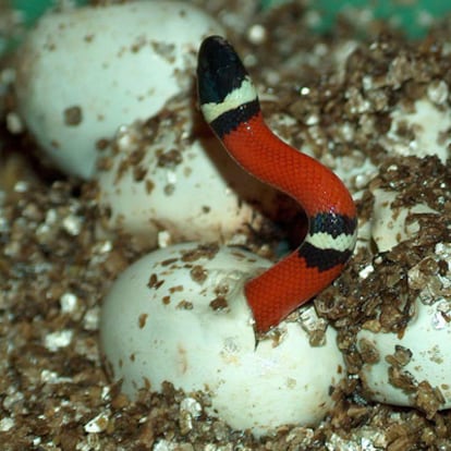 Nacimiento de una serpiente falsa coral en el museo Cosmocaixa de Madrid.