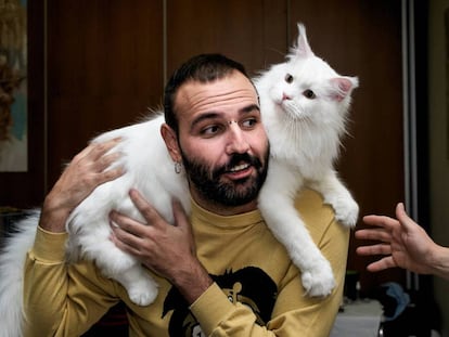 Los gatos de pelo largo necesitan tomar un pienso especial para ellos.