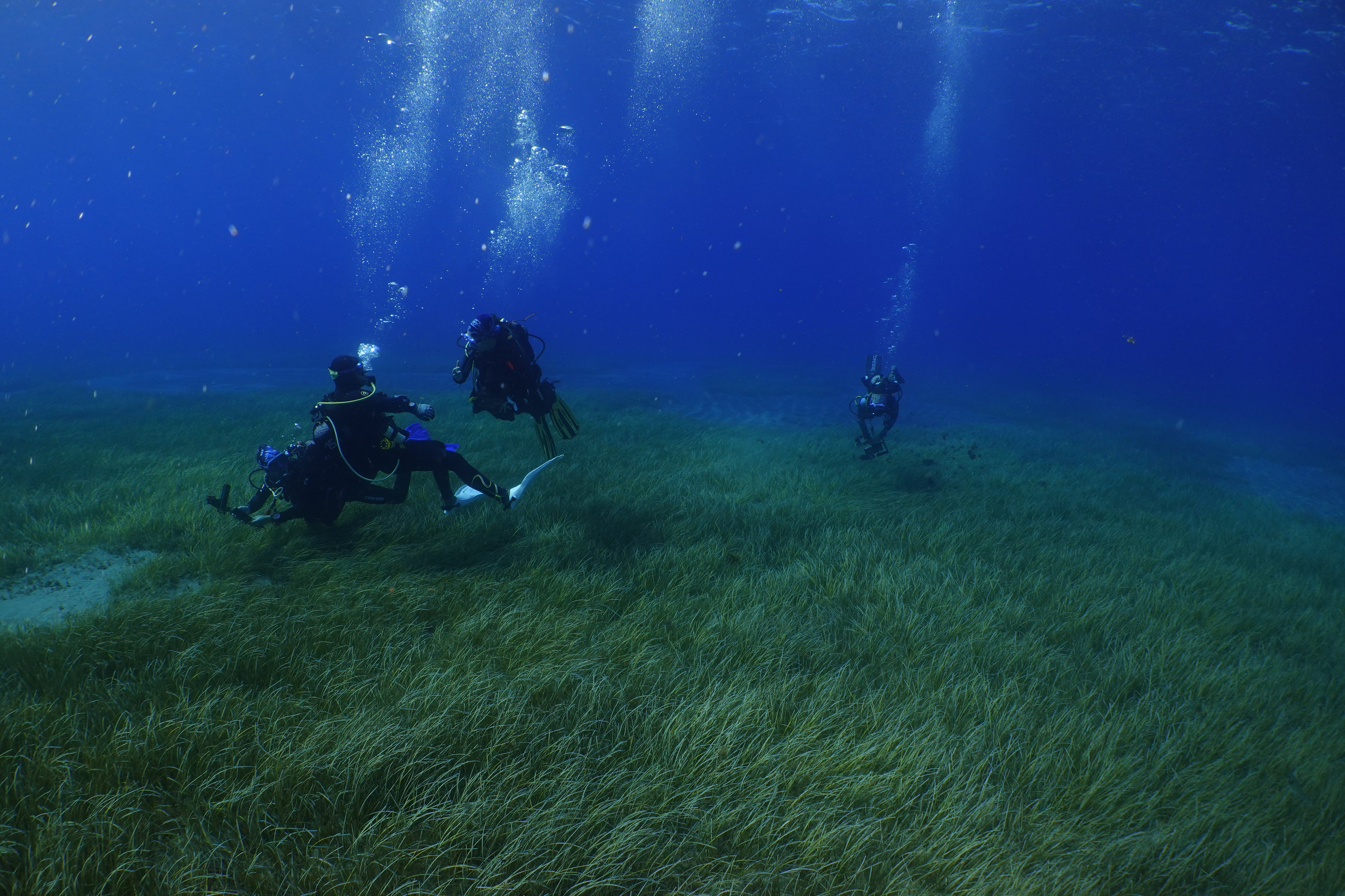 Así es un trasplante de pradera marina: Tenerife recupera su pulmón bajo el agua con semillas cultivadas en laboratorio