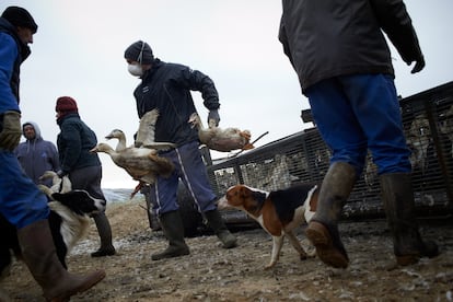 Os trabalhadores de uma granja afetada pelo vírus H5N8 transportam patos para seu sacrifício, em 13 de janeiro, em Mugron (França).