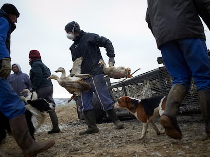 Los trabajadores de una granja afectada por el virus H5N8 transportan patos para su sacrificio, el 13 de enero, en Mugron (Francia).