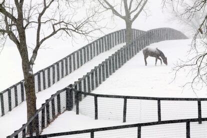 A thoroughbred looks for something to graze on under the snow in his paddock on Siena Farm during a snow storm in Paris, Ky., Monday, Feb. 16, 2015. Central Kentucky received significant snow accumulations as a winter storm moved through the region on Monday. (AP Photo/David Stephenson)