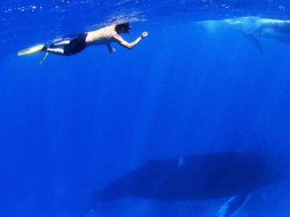 El Banco de la Plata, con sus ballenas jorobadas.