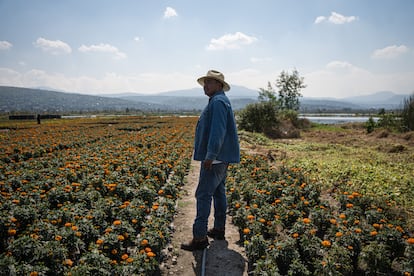 Freddy, productor de flor de cempasúchil