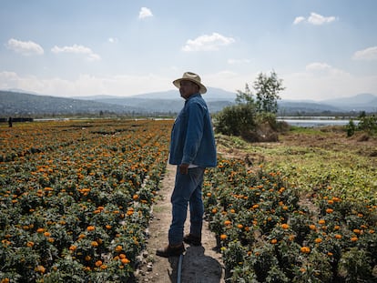 Freddy, productor de flor de cempasúchil
