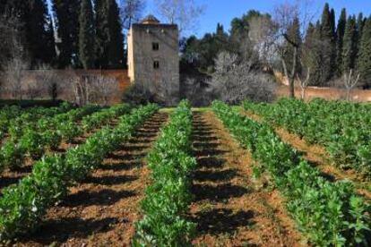 Una plantación de habas de variedad reina mora en la Huerta Grande del Generalife