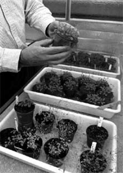 Laboratorio de genética de plantas en el CID (Barcelona).