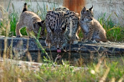 Hembra y cachorros de lince ibérico pertenecientes al programa de reproducción, en el Centro de El Acebuche.