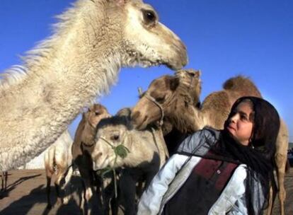 Una niña se aparta de un camello, en Amán (Jordania)
