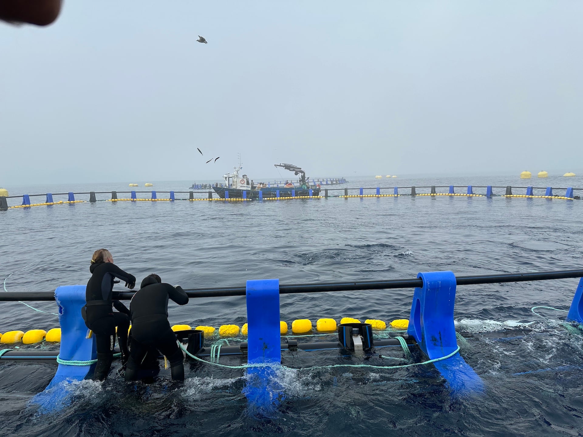 Unos operarios comprueban el 19 de septiembre el estado de los atunes que se crían en unas piscinas flotantes instaladas en el Cantábrico, en una imagen cedida por la empresa.