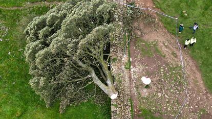 Vista aérea del árbol 'Sycamore Gap' en el muro de Adriano (Haltwhistle, Inglaterra) después de ser talado.