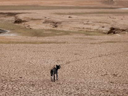 Un perro camina sobre el terreno erosionado del embalse La Regadera, en Bogotá, este 31 de enero.