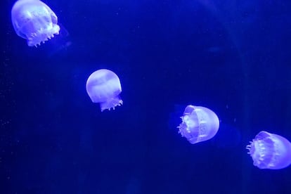 Medusas en el acuario subterráneo de Inbursa (uno de los más grandes de América Latina) en Ciudad de México. 30 de mayo 2014.