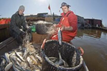 En la imagen, varios pescadores recogen los arenques recién pescados en Rade (Alemania). EFE/Archivo