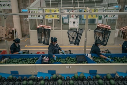 Trabajadores empacan aguacates en una instalación en Ciudad Guzmán (Estado de Jalisco) en julio de 2022.