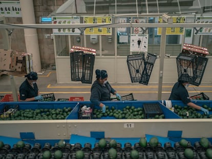 Trabajadores empacan aguacates en una instalación en Ciudad Guzmán (Estado de Jalisco) en julio de 2022.