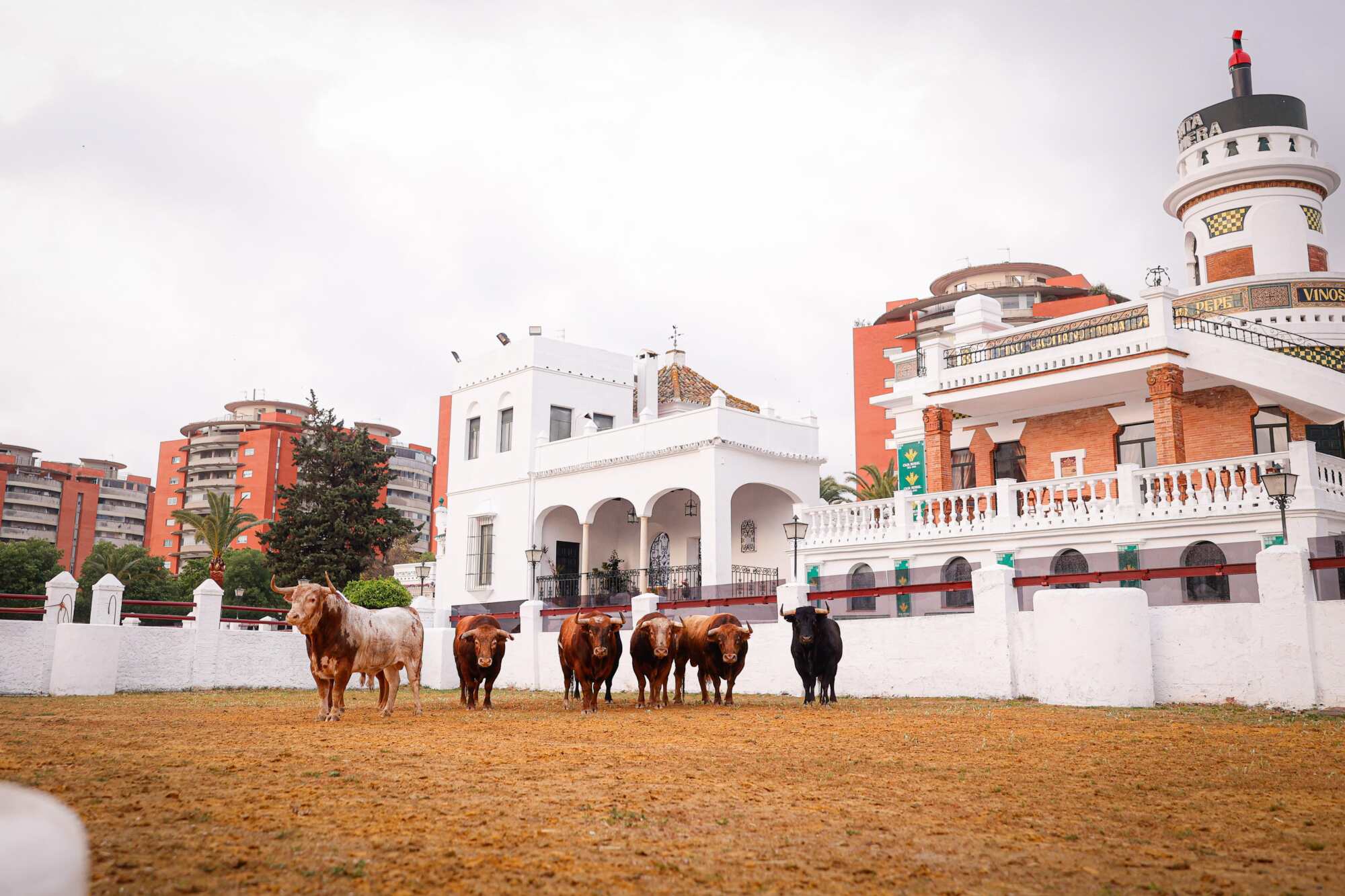 Los toros de Alcurrucén, los primeros que llegaron a la Venta de Antequera.