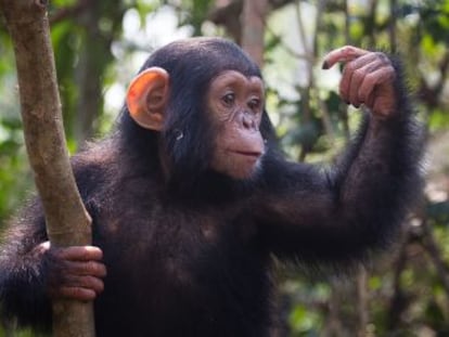 Por primera vez se demuestra que tienen esta capacidad que se creía exclusiva de los humanos