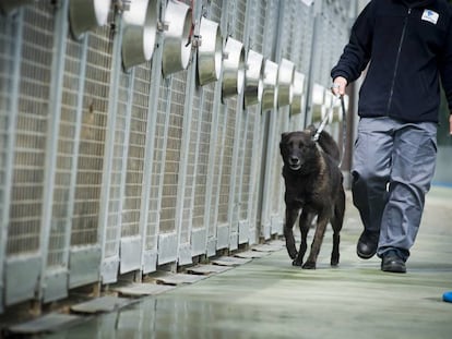 Un trabajador del Centro de Recogida de Animales traslada a un perro. 