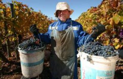 En la imagen, un hombre transportando dos cubos con uvas en la vendimia. EFE/Archivo