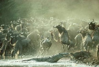 Un crocodilo cazando ñúes en el río Grumeti, en el parque nacional de Serengueti, en Tanzania.