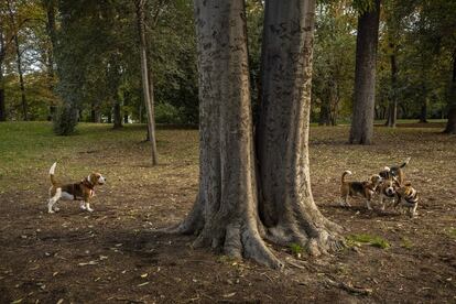 Las mascotas, que también sufrieron las consecuencias de los meses más duros del confinamiento, pueden ahora corretear entre los árboles del parque.