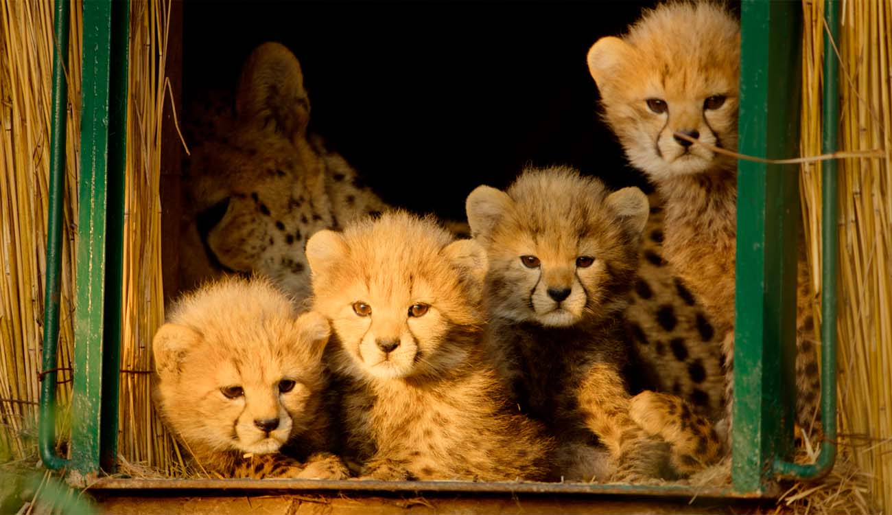 Estrenos para el fin de semana del 19 de diciembre del 2025: Netflix, HBO Max y más…