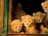 Serie Salvajes por naturaleza de Apple TV