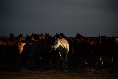 Celebración de la 'Saca de las Yeguas' en el Parque Nacional de Doñana. Cada año, a fines de junio, se reúnen grandes manadas de caballos que cabalgan libremente. desde los pantanos y bosques en el Parque Nacional de Doñana hasta llegar a la ermita de El Rocío, donde son bendecidos antes de dirigirse a correr por las concurridas calles de Almonte.