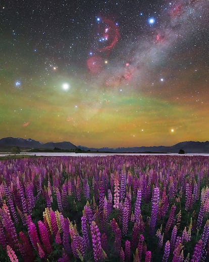 'A Sea of Lupines'. Lago Tekapo, Nueva Zelanda