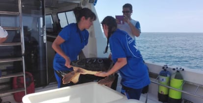 Personal de l'Oceanogràfic suelta un ejemplar de tortuga boba.