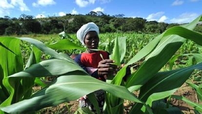 Una campesina en África, donde más desigualdad se produce, según el informe de Transparencia Internacional.