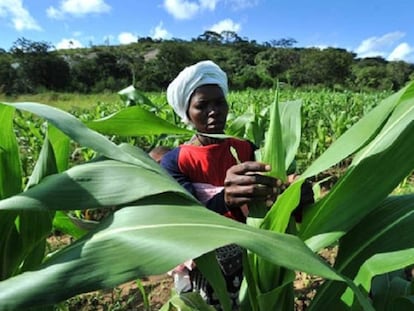 Una campesina en África, donde más desigualdad se produce, según el informe de Transparencia Internacional.