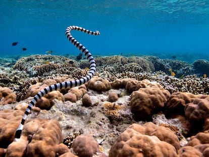 Vista de una serpiente marina venenosa en los alrededores de la isla Bunaken, en Indonesia.