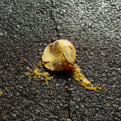 Abejas zumban sobre un mango que explotó en el pavimento después de caer en una calle de Caracas.