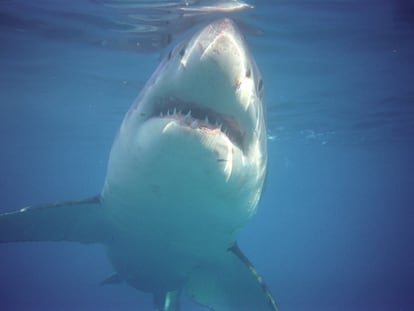 Buceando con el tiburón blanco en Gansbaai (Sudáfrica)