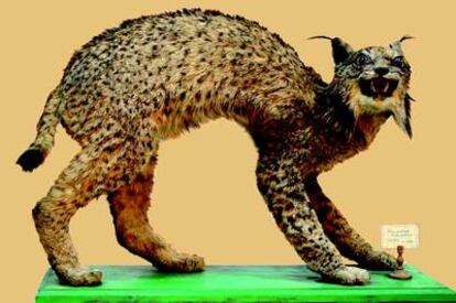 Un lince de Sierra Nevada disecado que se conserva en el instituto Padre Suárez de Granada y la biblioteca de Isabel la Católica.