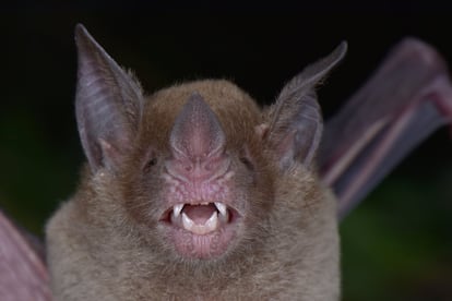 'Phylloderma stenops' fotografiado en Honduras. Esta especie vive cerca de arroyos donde se alimenta de frutas e insectos. 