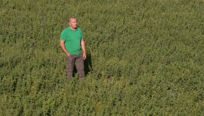 José Manuel Rivera en uno de los campos de alfalfa.