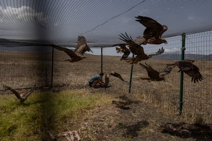 The kites are captured in a large cage-trap, which has been set up by the Migres Foundation, so that they can be retained and tagged (or “banded”).
