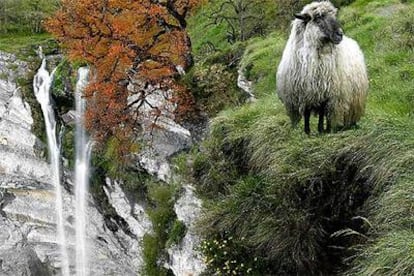 Una oveja latxa pasta al borde del precipicio de la cascada de Goiuri (Álava), a 25 kilómetros de Vitoria.