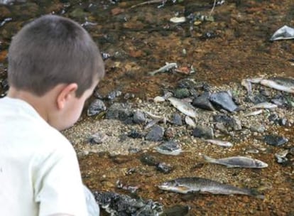 Un niño observa peces muertos a causa de la contaminación química en el río Barbaña, en Ourense.
