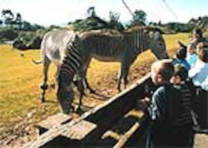 Situado a 17 kilómetros de Santander, el Parque de la Naturaleza de Cabárceno cuenta entre sus más de 500 animales (que viven en semilibertad) con un grupo de ocho cebras.