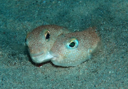 Un macho y una hembra de 'Torquigener albomaculosus', durante el cortejo.