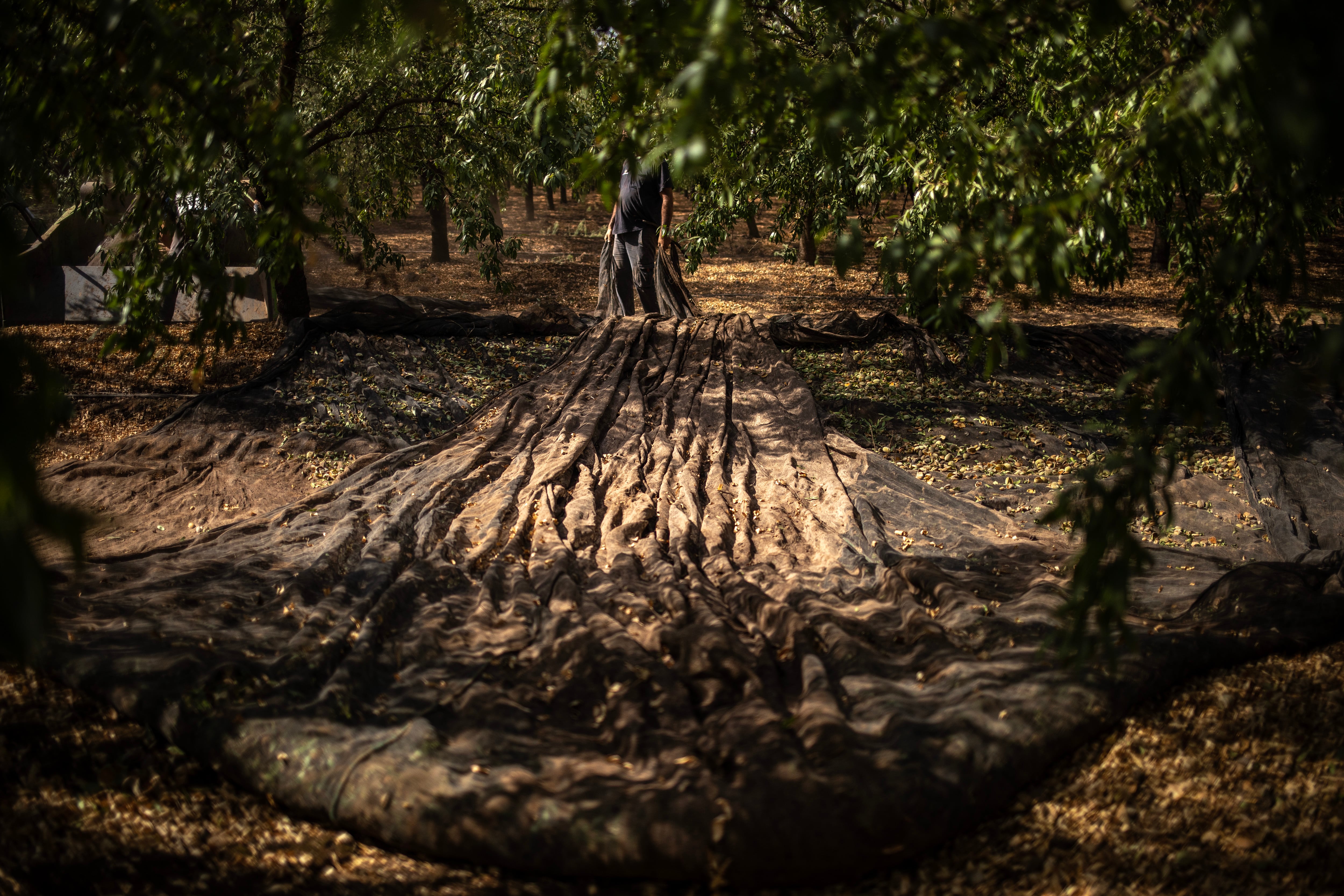 Cosecha de aceitunas en un olivar en el Parque Natural de la Sierra de la Subbética en Córdoba.
