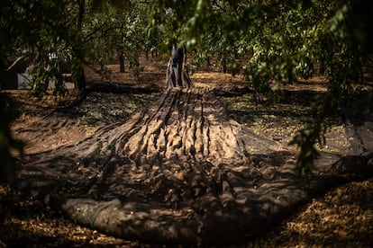 Cosecha de aceitunas en el olivar de la Cooperativa Agrícola Almazaras en el Parque Natural de la Sierra de la Subbética (Córdoba).