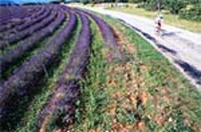 La zona de los Alpes Marítimos de la Alta Provenza francesa está coloreada por campos de flores aromáticas, como la lavanda, destinadas a la fabricación de esencias.