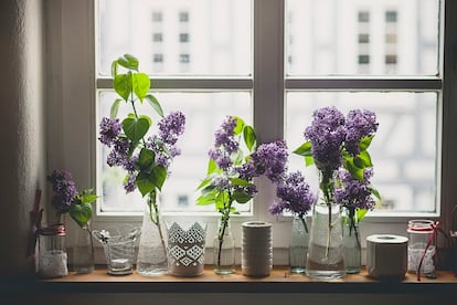 Las lilas son muy apropiadas para utilizarse como flor cortada en el interior de las casas.