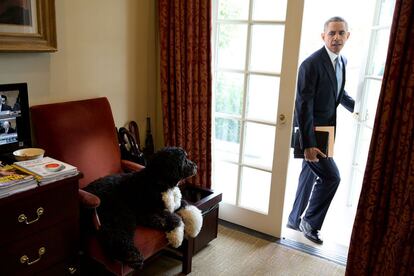 6 de noviembre 2013. Bo, el perro de la familia Obama, pasa el rato en la oficina del Despacho Oval de la Casa Blanca, mientras el Presidente entra por una de las puertas de acceso.