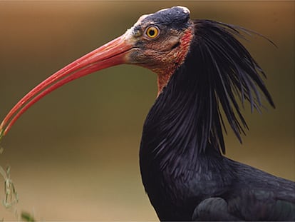 Geronticus eremita